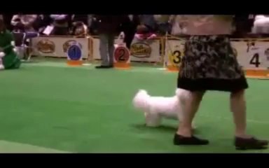 Japan international dog show Bichon-frise examination No3