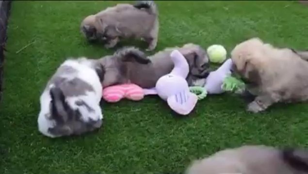 Shih Tzu X Bichon Frise Pups