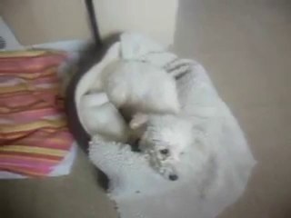 bichon frise pregnant ready any time to give birth