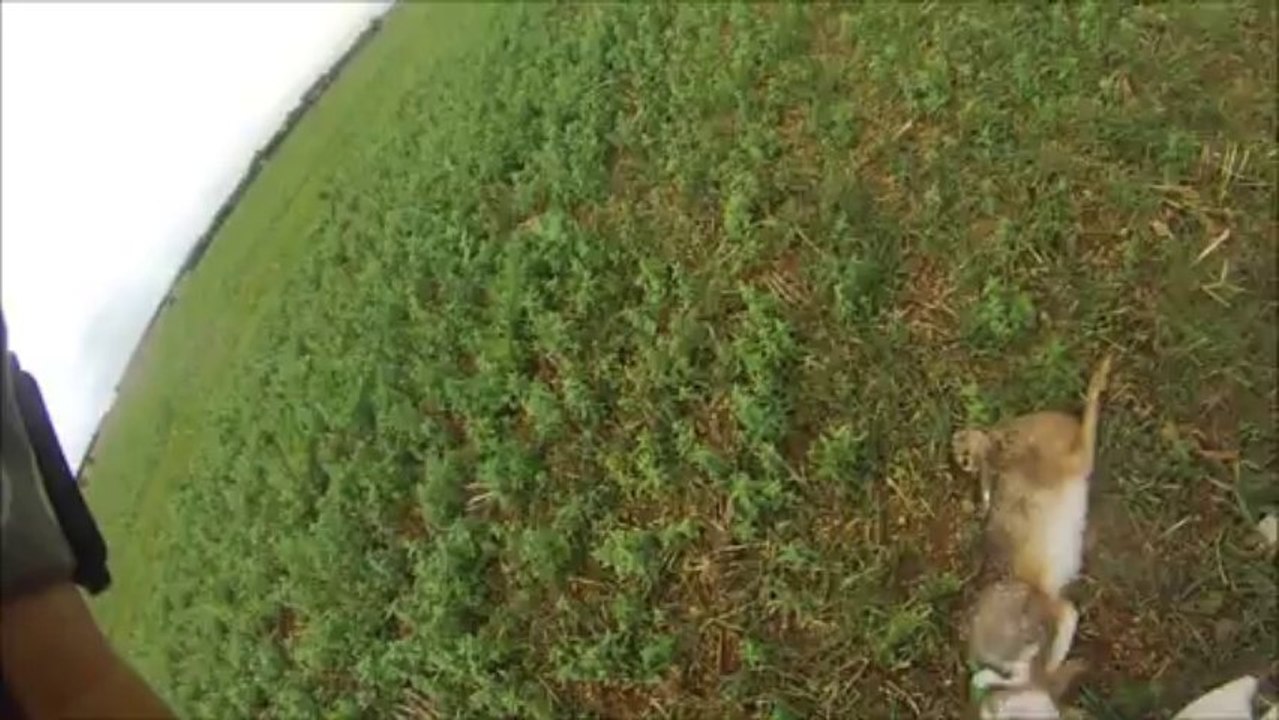 Ouverture du lièvre