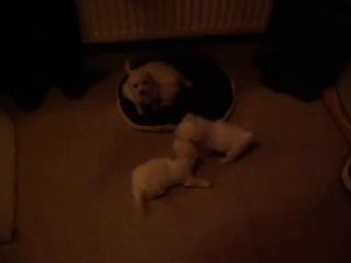 bichon frise puppies cute