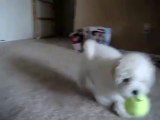 Puppy Jack can Fetch Tennis ball (13 wk old) Bichon Frise