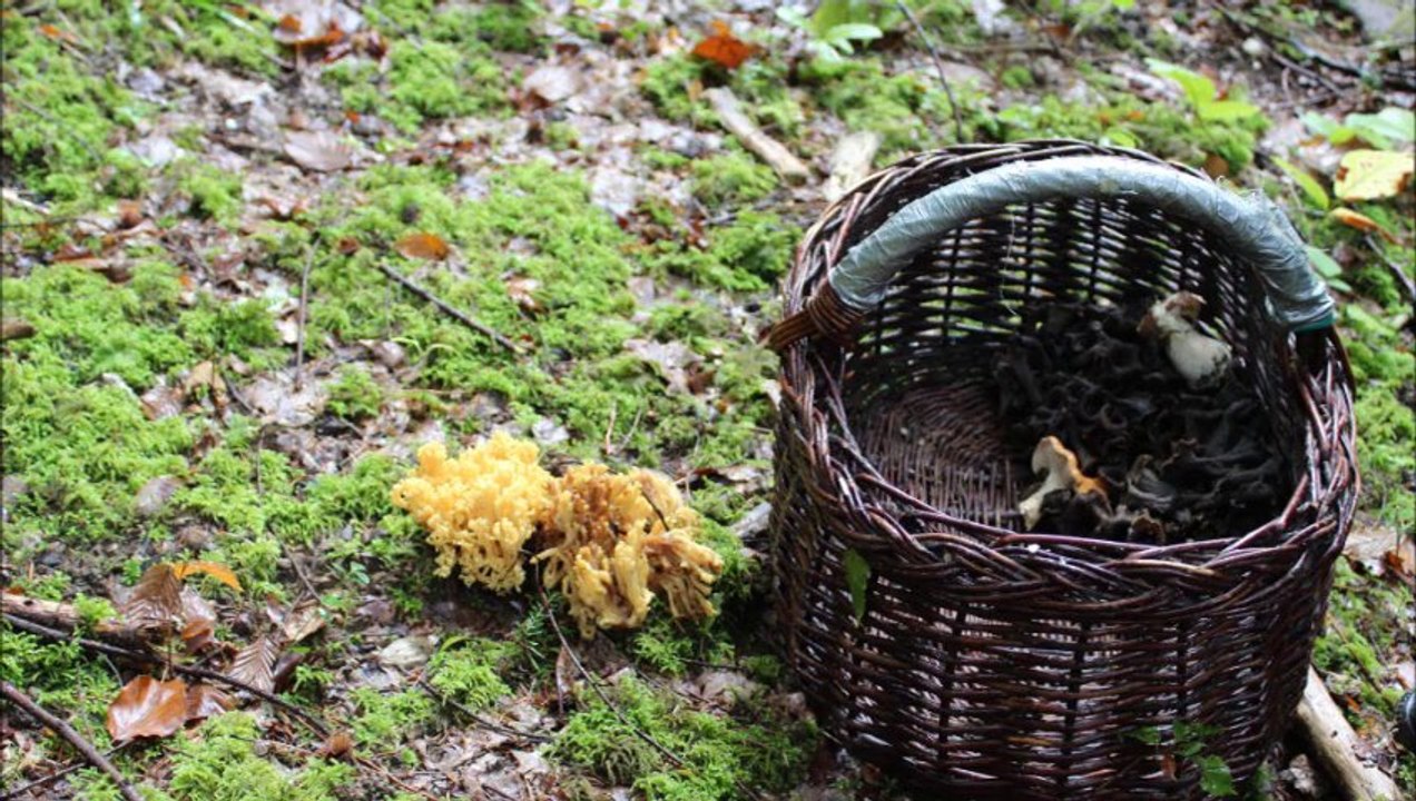 ballade myco 08 oct 2013