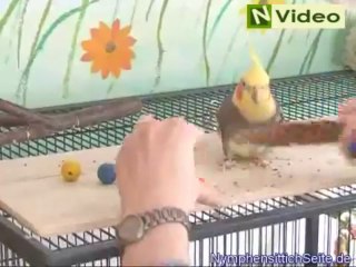 Clickertraining mit Nymphensittichen für Anfänger - Teil2