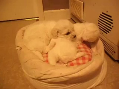 bichon frise puppies 5 weeks