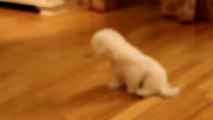 Bichon Frise Puppy Plato - 11 weeks old