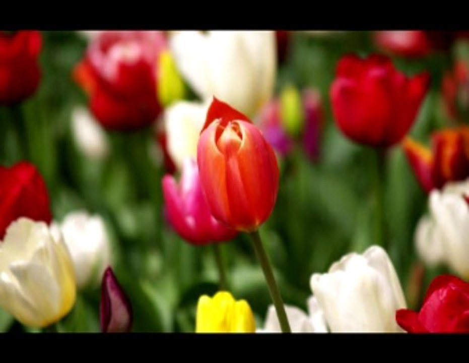 flores do campo