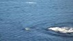 Baleines Baie Ste catherine - Tadoussac