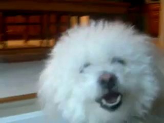 Bichon frise barking at a snowman