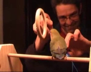 Clickertraining Croky "The Hoop" Lesson 2