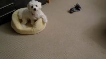 Bichon Frise - Rolls over multiple times for a treat