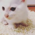 [Video] 130701 Taeyeon Instagram Update Taeyeon's Cat 'EVE'! -
