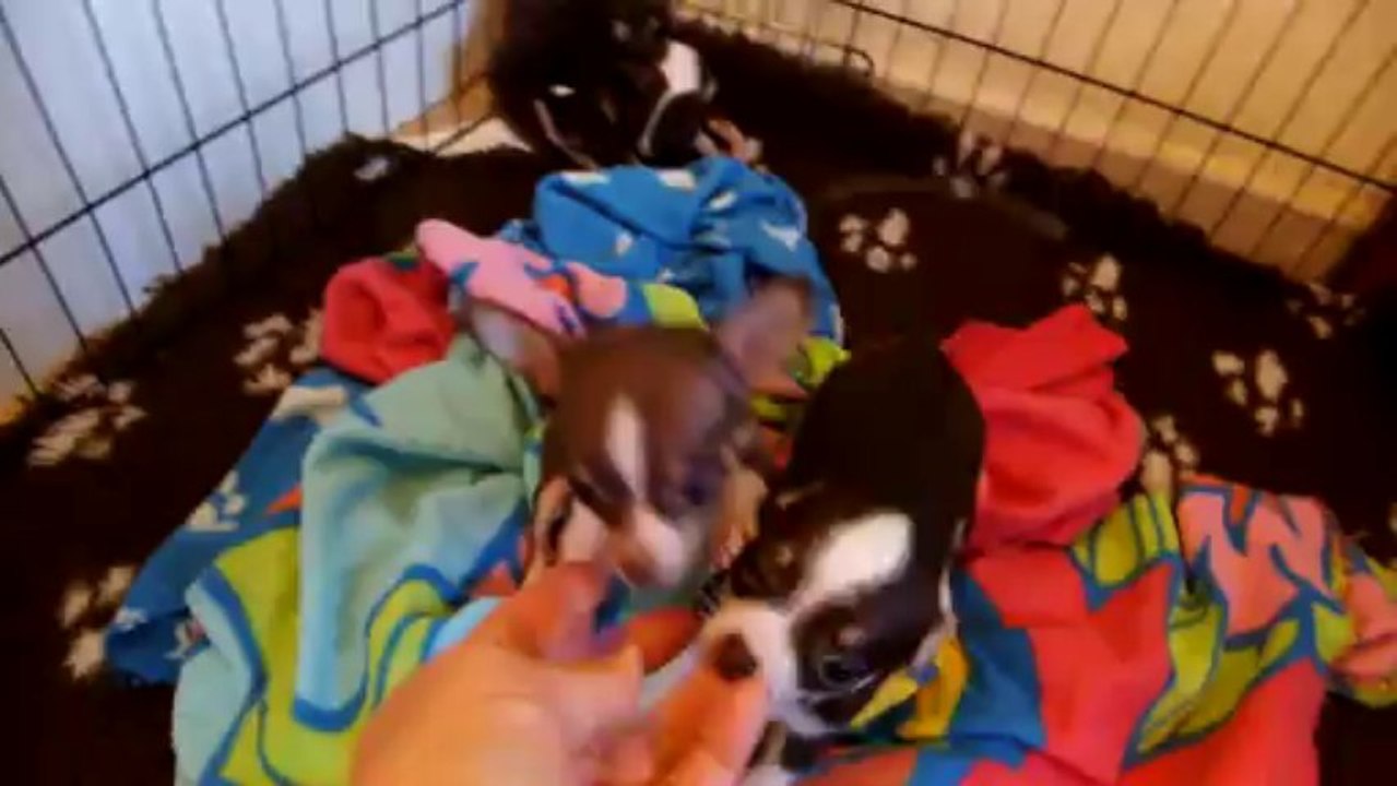 Vidéo des bébés de Geisha et Héloa fun