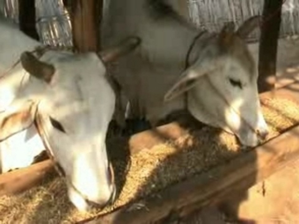 Birmanie : Minanthu