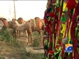 Camels Mandi
