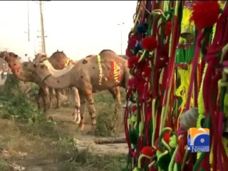 Camels Mandi