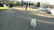 Bichon Frise Puppy going for a walk, First week Home from