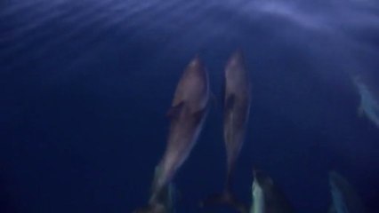 2002-2012, les 10 ans du sanctuaire marin PELAGOS