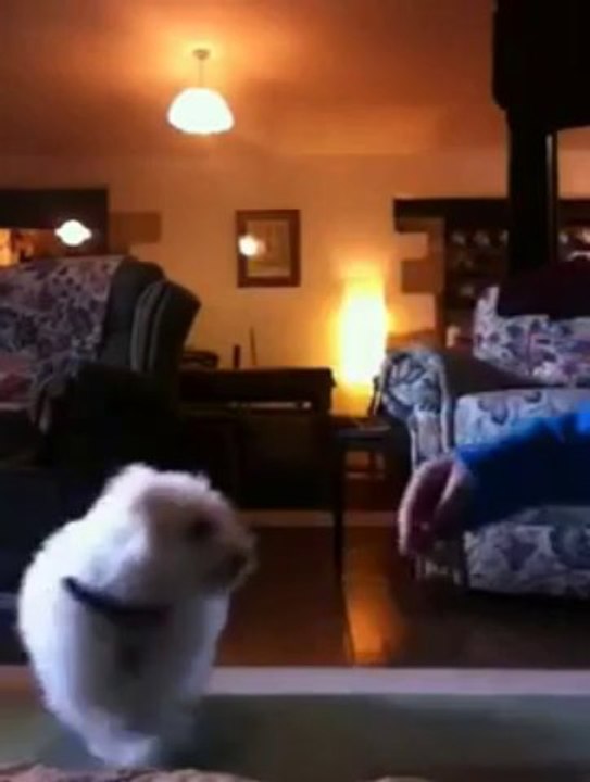 AMAZING *MUST WATCH!!* 10 week old bichon frise tricks!!