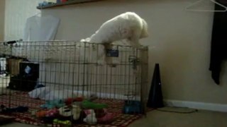 Bichon Frise - Bok's Escape