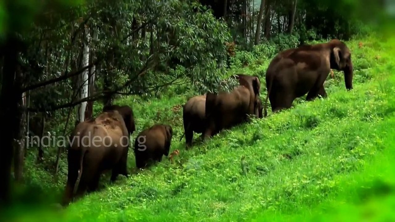 Elephant Herd at Mattupetty Kerala India