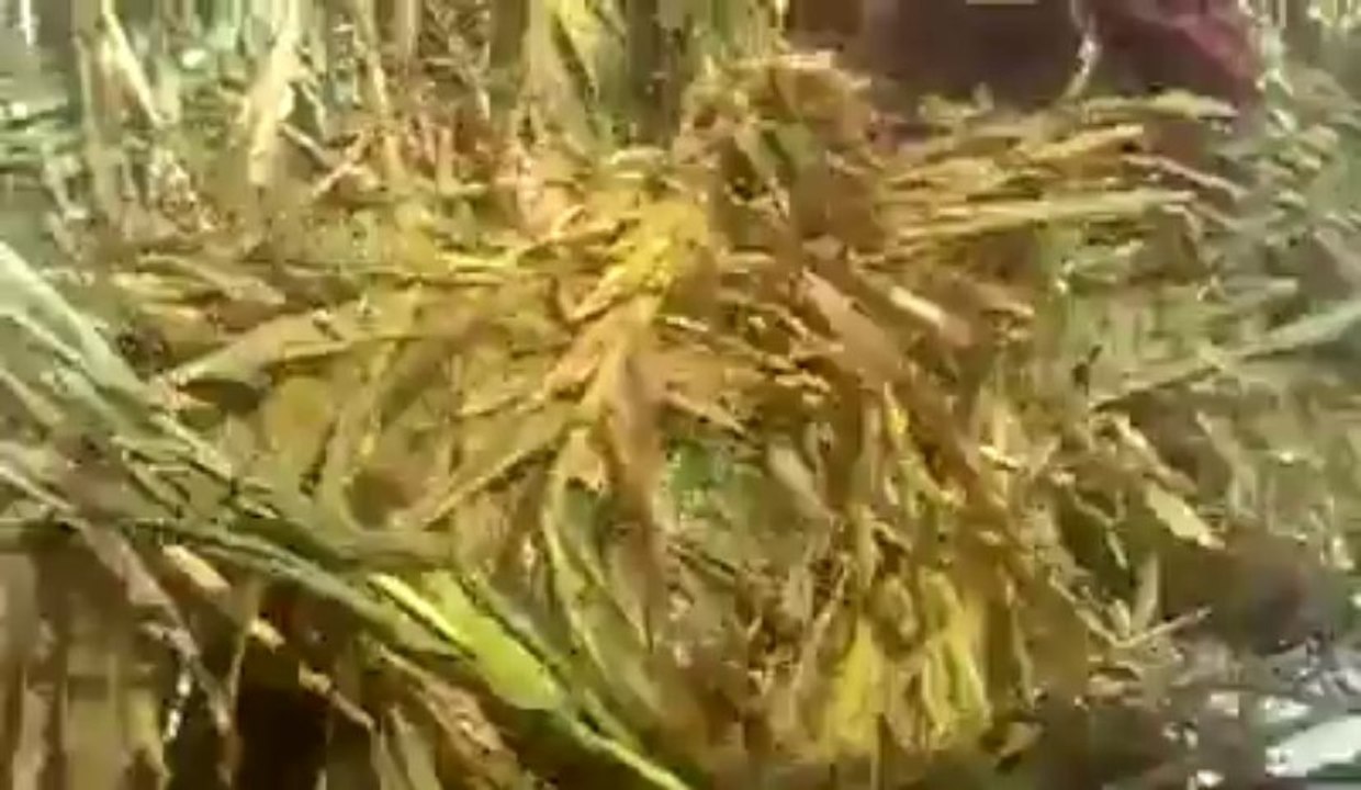 PLDDB baled silage