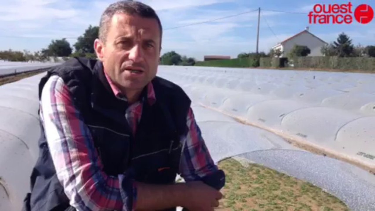 Semis de la mâche de Noël - Un temps idéal pour la salade du Pays Nantais