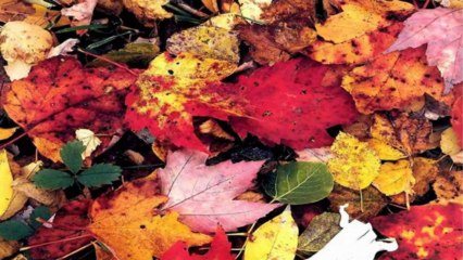 The Falling Leaves - Nat King Cole (PP720p)