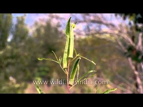 Vegetable farms and fruit orchards: Siro homestay in Ziro valley