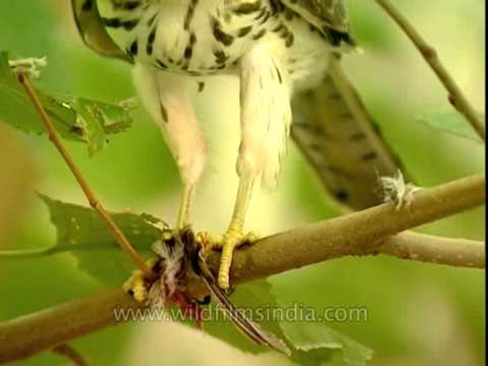 Shikra feeding on a bird