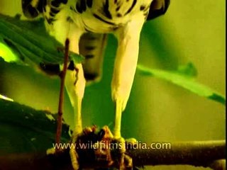 Shikra tearing off flesh from its prey