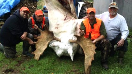 Hunters Kill Rare Sacred Albino Moose, Post Pictures Online