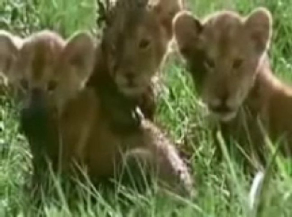 uslan artik gonul 2011 sebiaruz ilahi grubu