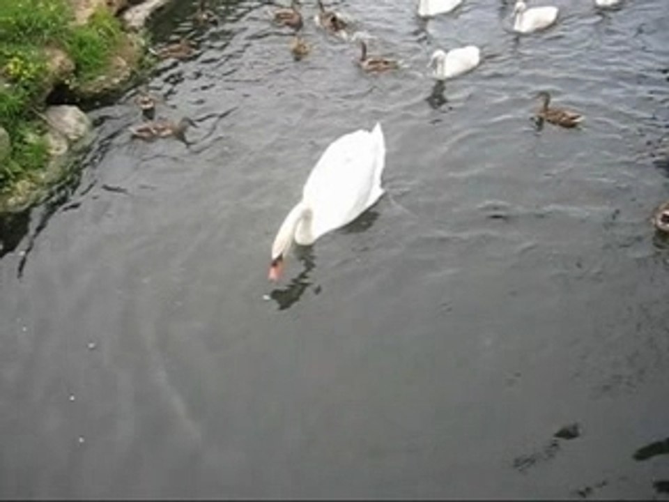 Le vilain petit canard