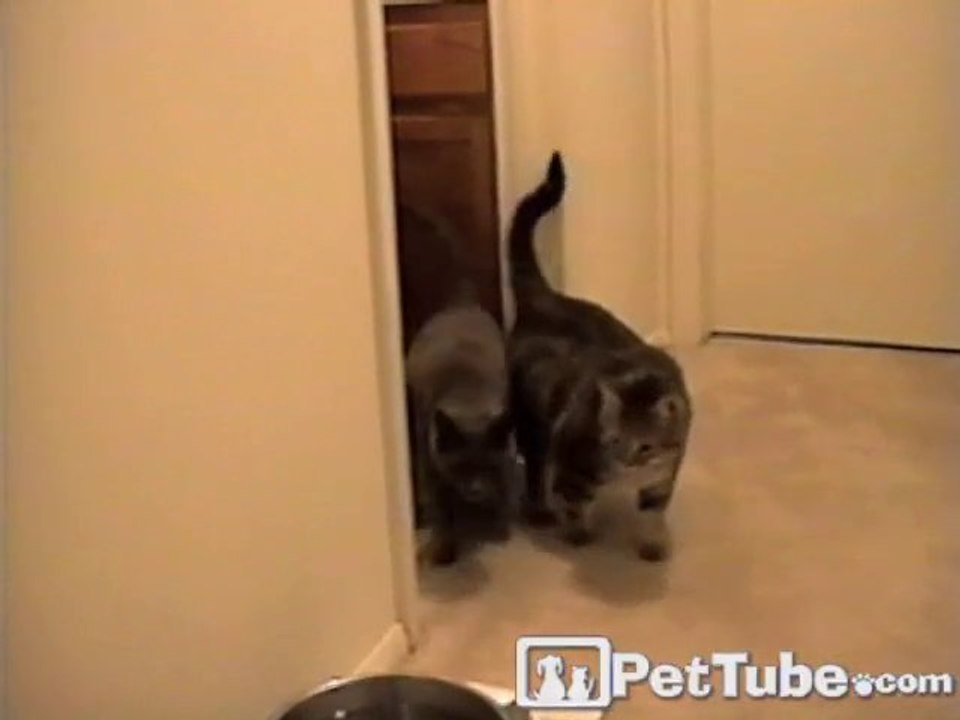 Cats Share the Bathroom