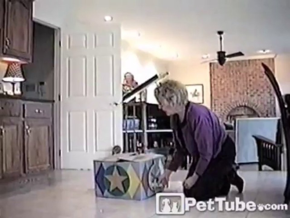 Pup in the Box