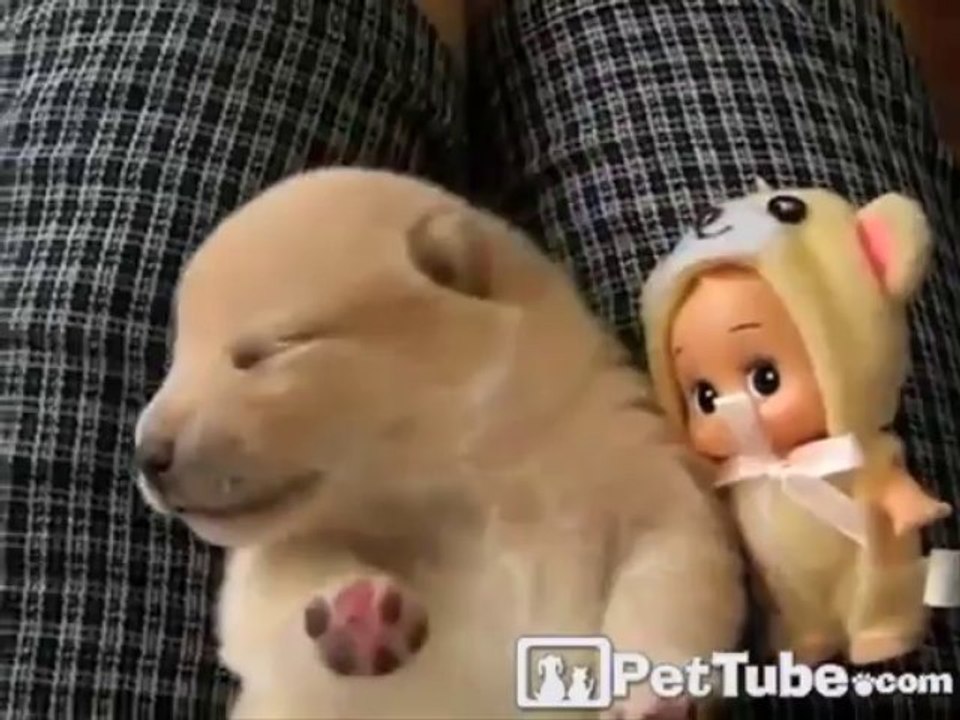 The CUTEST Puppy Dream