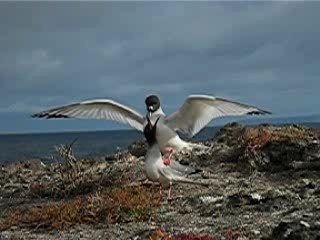 Parade Amoureuse Fous Galapagos
