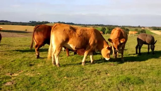 Un Moment NATURE... Des BRUITS, des ODEURS / FREDERIC GALLAIRAND