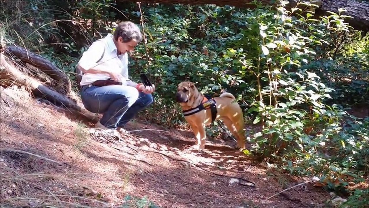 Egérie Shar Pei Entraînement Recherche utilitaire