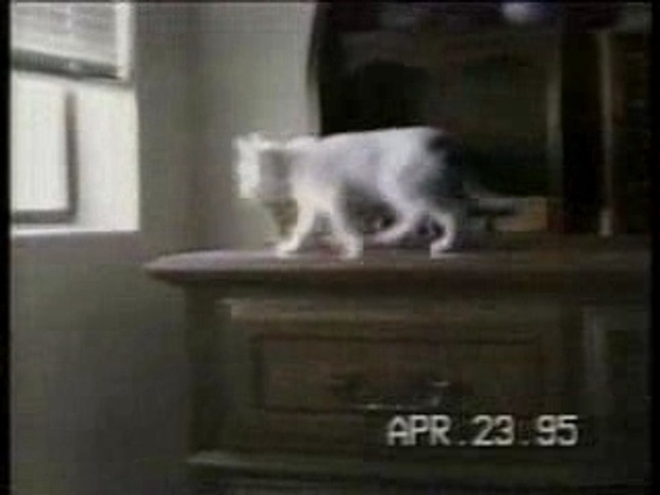 funny-cats
