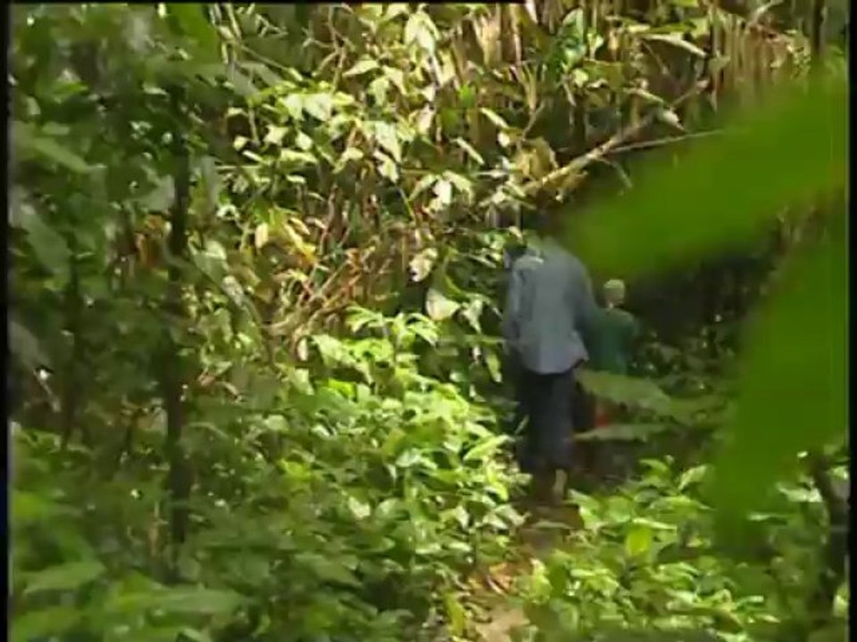Marée noire sur le cameroun