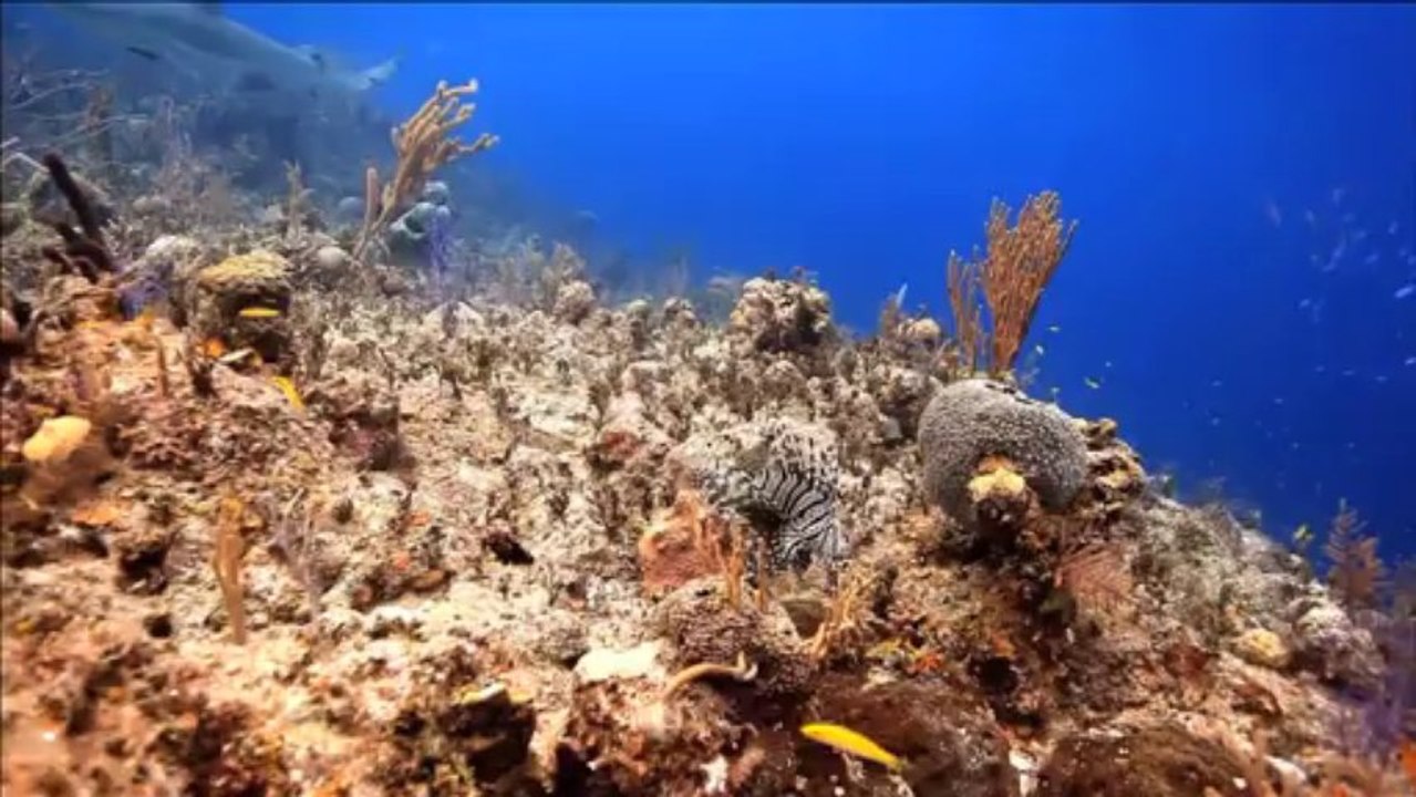 Caraïbes, alerte au poisson-lion