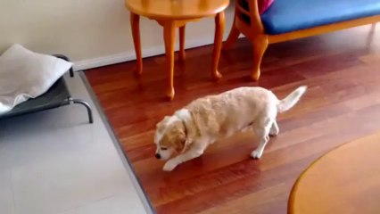 Marche de la honte d'un chien coupable!!