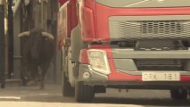 Volvo Trucks chased by herd of running bulls in Ciudad Rodrigo Streets!!