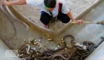Top 5 Viral Snake Videos