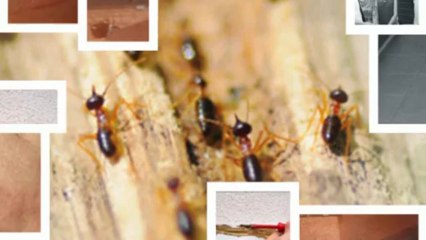 Environmental Pest Control Long Beach