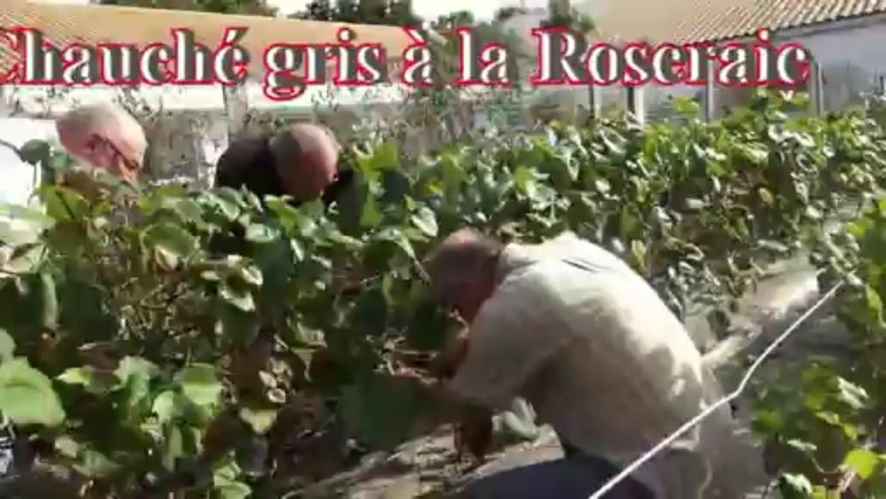 La Roseraie et les Anniversaires et la Vendange du Chauché gris