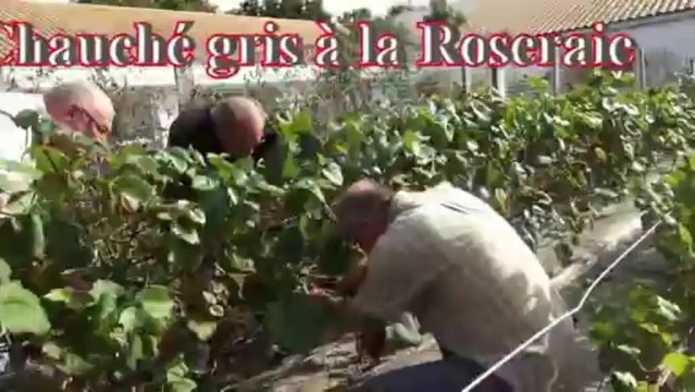 La Roseraie et les Anniversaires et la Vendange du Chauché gris