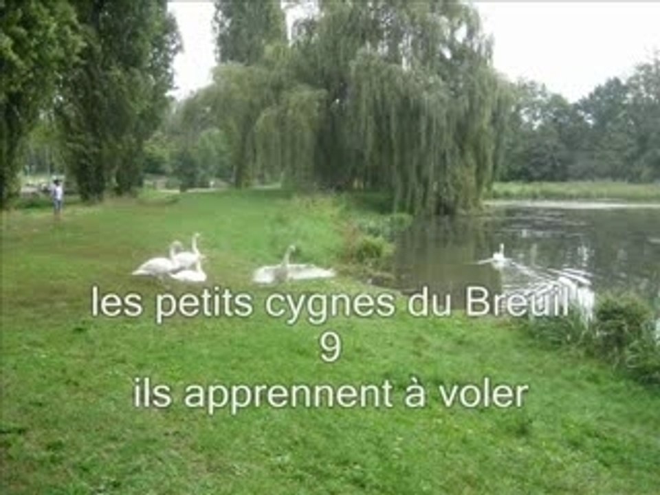 Ils apprennent à voler